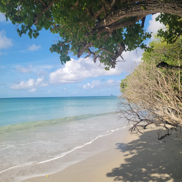 Plage calme sous les arbres